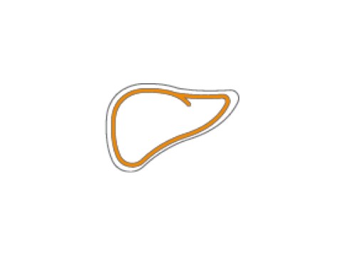 Liver icon