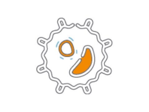 Lymphocyte molecule