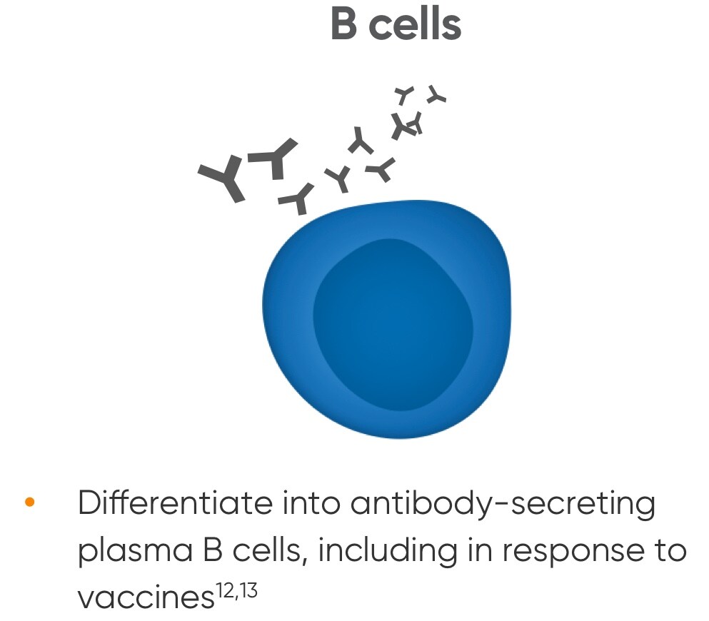 B cells