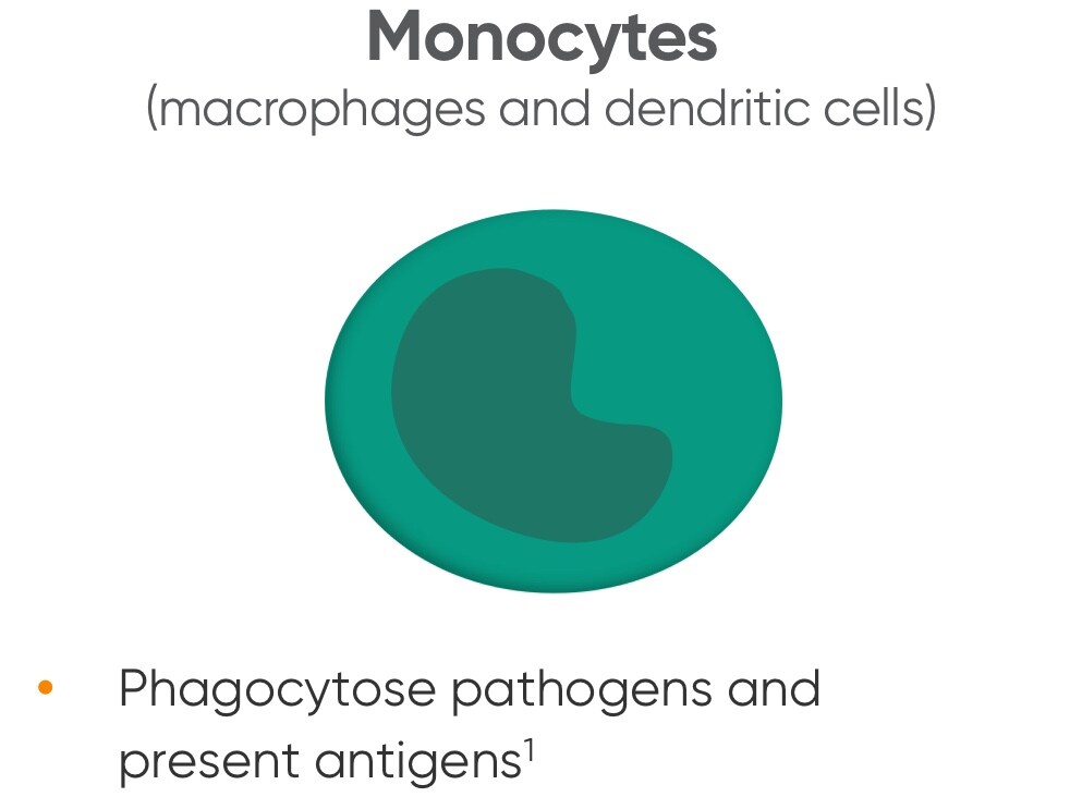 Monocytes