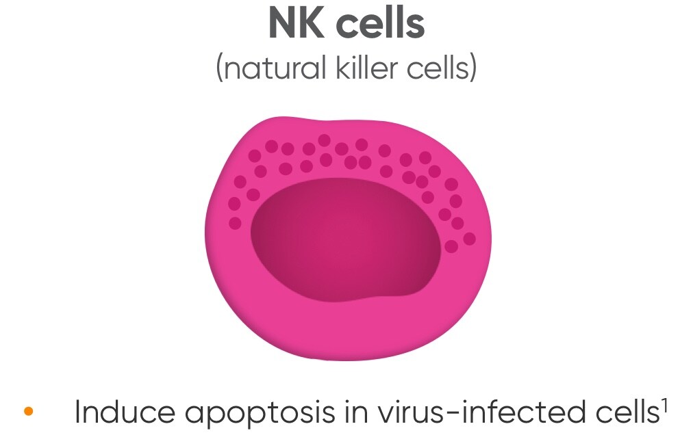 NK (natural killer) cells