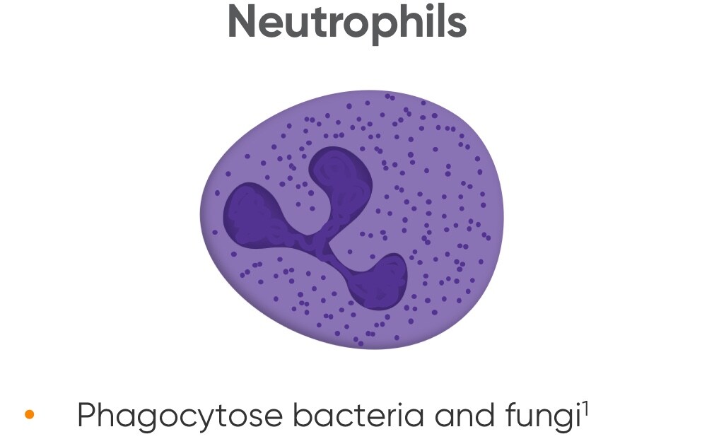 Neutrophils