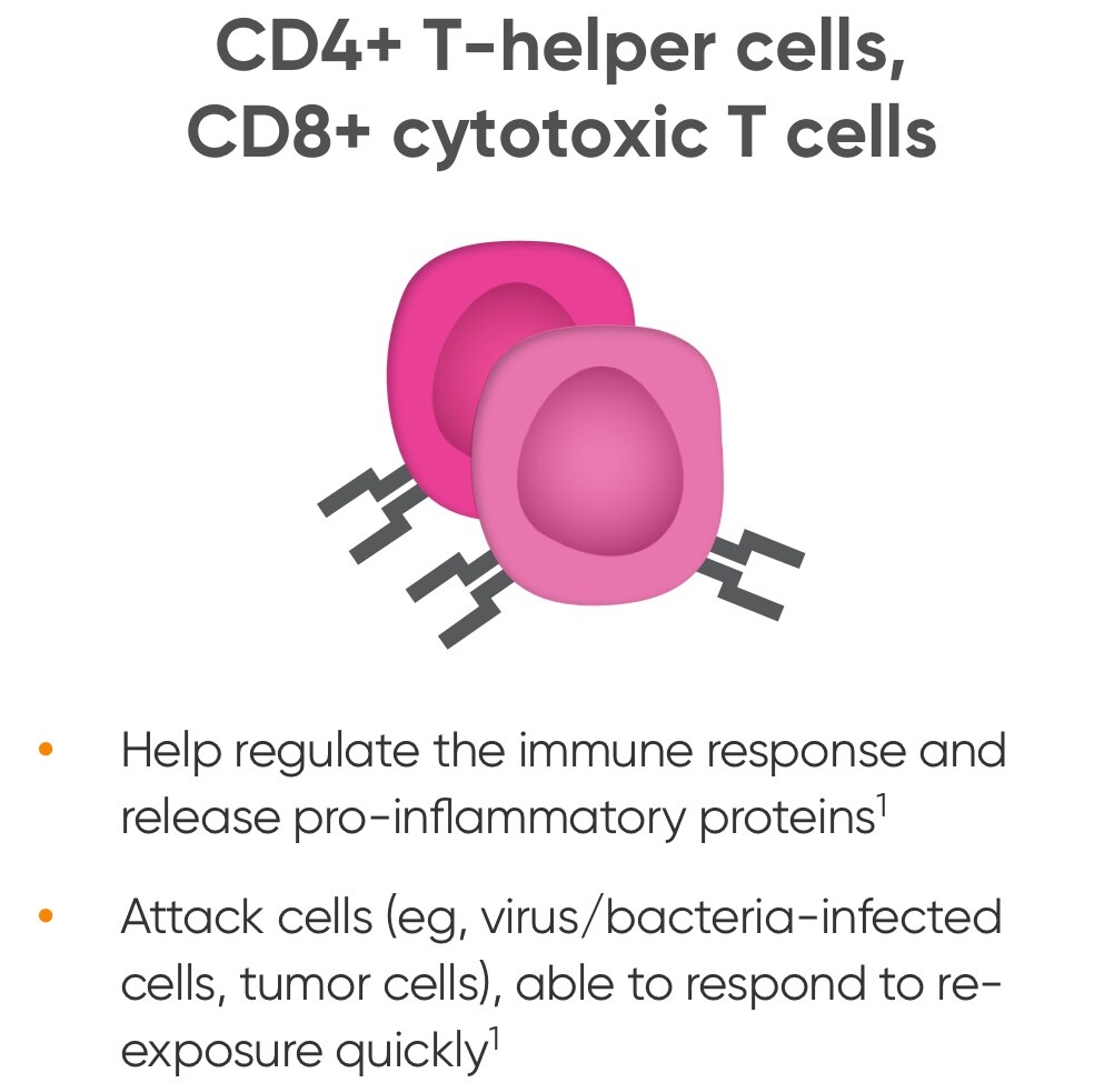 CD4+ T-helper cells, CD8+ cytotoxic T cells