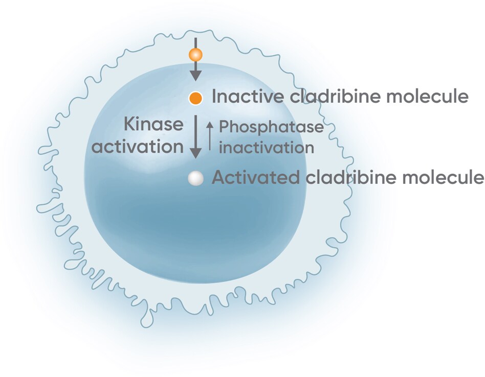 MAVENCLAD® mechanism of action
