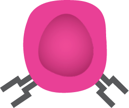 CD8+ cytotoxic T cells