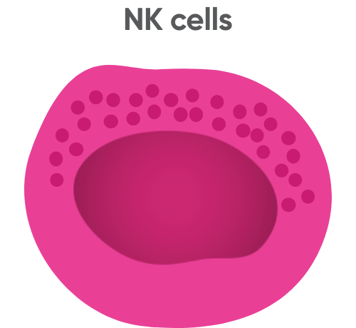 NK cells