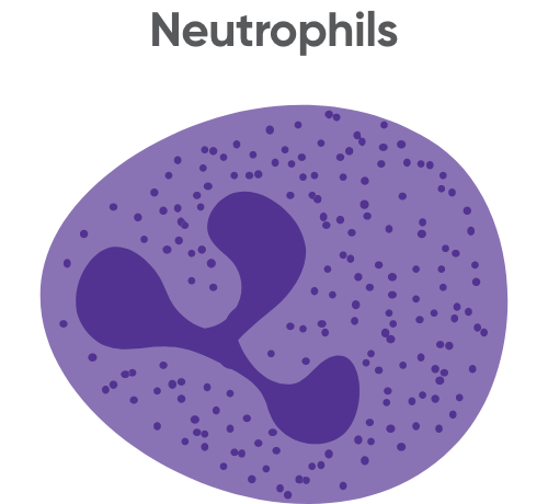 Neutrophils
