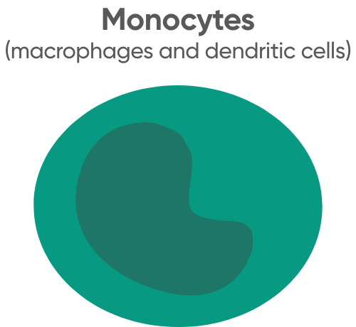 Monocytes