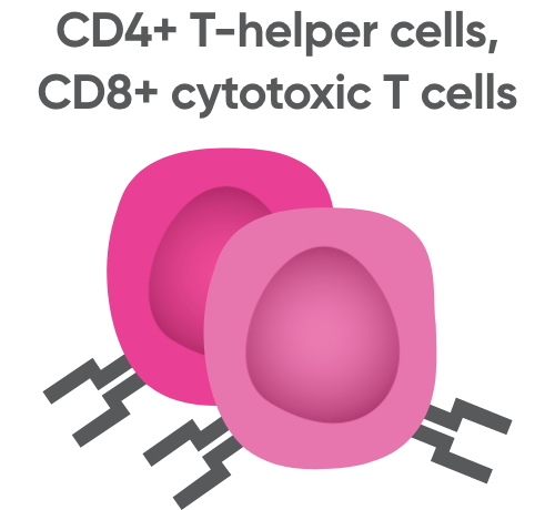 CD4+ T-helper cells, CD8+ cytotoxic T cells