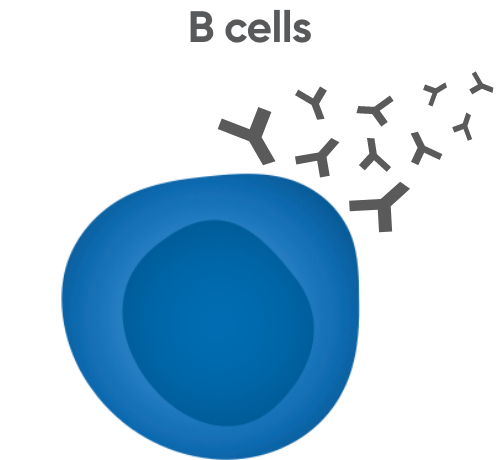 B cells
