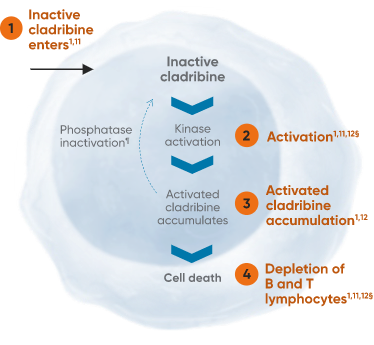 Graphic representing MAVENCLAD® mechanism of action