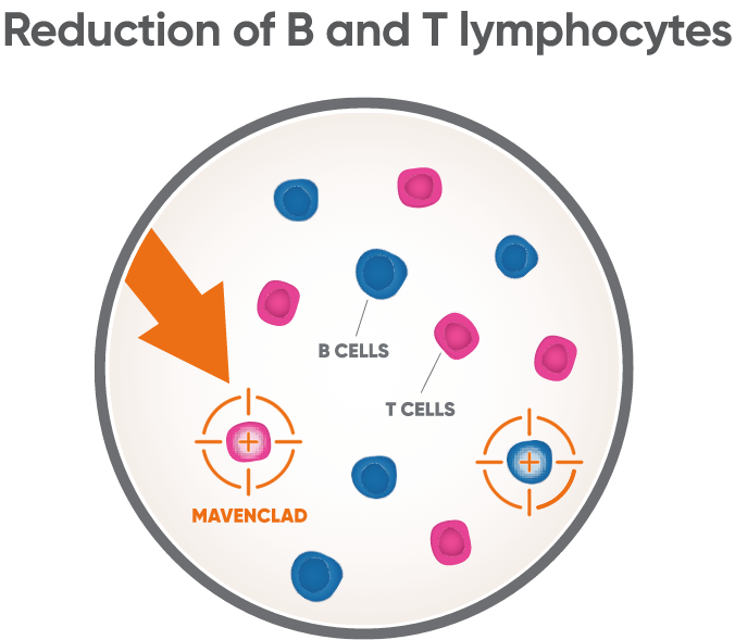 Graphic representing reduction of B and T lymphocytes
