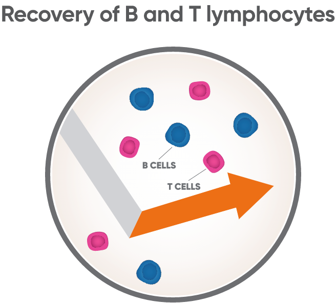 Graphic representing recovery of B and T lymphocytes